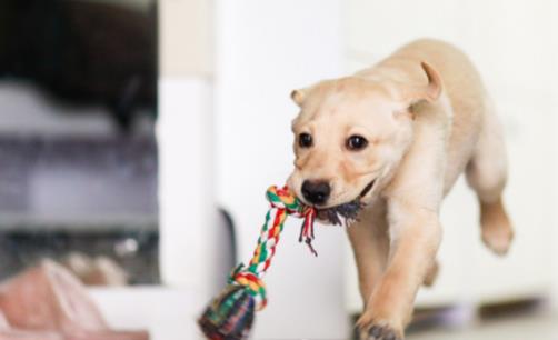 養狗人必知的狗狗嘔吐情況 小狗不吃東西還吐怎么辦