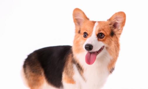 養狗人必知的狗狗嘔吐情況 小狗不吃東西還吐怎么辦