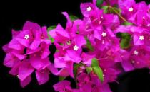 ?花卉的養殖注意事項 根據家居風水不同養殖不同的花卉