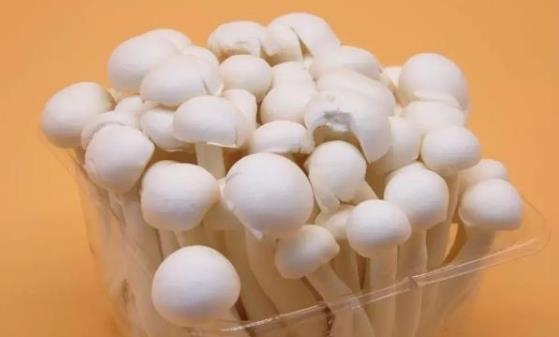 長期吃素給身體帶來壞的影響 正確吃素才能讓身體變得更健康