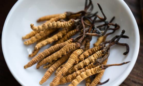 冬蟲夏草怎么吃最好