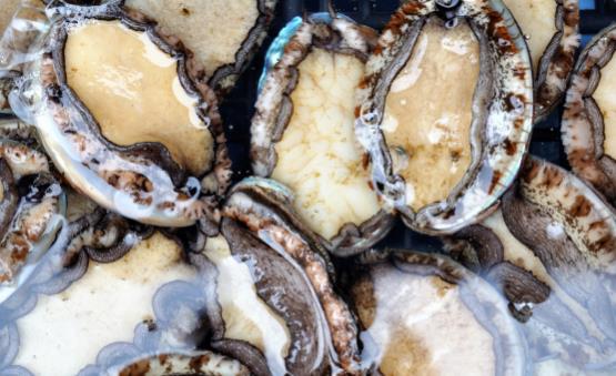 美味鮑魚的養生菜譜大全 鮑魚怎么洗比較徹底