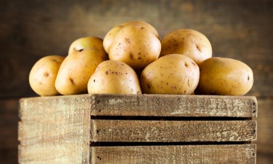 發芽的土豆能不能吃 土豆的正確儲藏技巧減少土豆發芽幾率