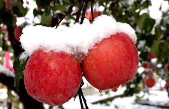 冰糖心蘋果的糖心是怎么形成的?冰糖心是蘋果得了糖心病(水心病)