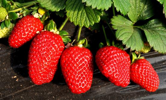 五大飲食原則幫助你提神 能提神的七種食物