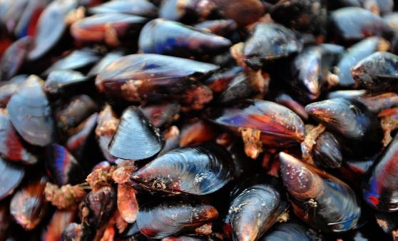 它被稱“海雞蛋”,營養豐富,味道鮮美,價格還便宜,遇到別錯過