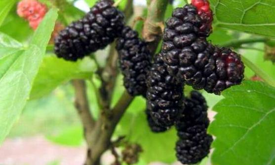 腎虛發生 10種補腎的食物療法推薦