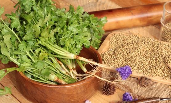 香菜適合秋冬感冒多發(fā)季食用 但這幾種人吃卻是沒病找病