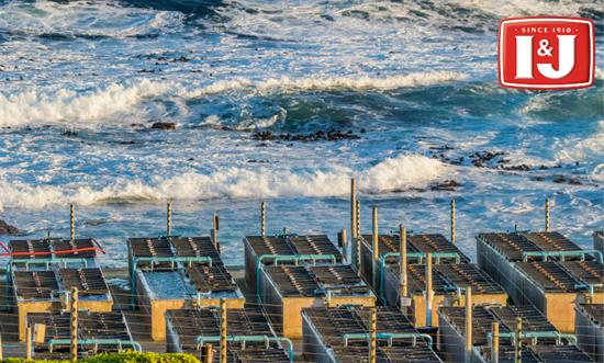 怎樣挑選優質的鮑魚?I&J鮑魚選購技巧大有講究