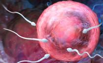 ?精子活動(dòng)率低的原因 提高精子活動(dòng)的六類食物推薦