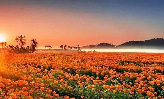 常在花間走活過(guò)九十九 五種有美容功能的鮮花