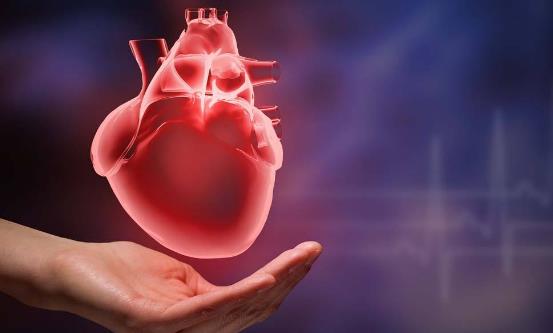 生物鐘對人體都至關(guān)重要 應(yīng)注意保持有序節(jié)律