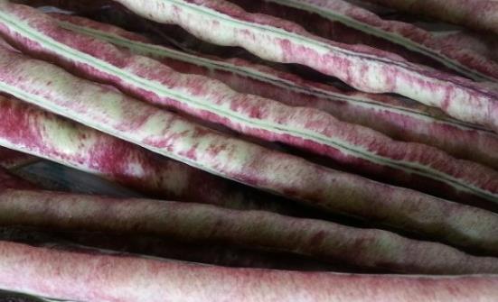 八月豆為人體補充豐富氨基酸 八月豆的食用方法