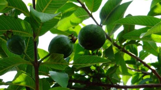 這些植物都可調節血糖,誰是真正的“植物胰島素”?