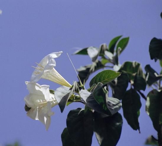 這些植物都可調節血糖,誰是真正的“植物胰島素”?