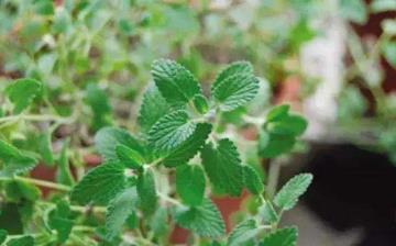 【防蚊植物】驅蚊植物_室內盆栽防蚊_種什么植物可以驅蚊防蚊_驅蚊子最有效的方法 【防蚊植物】驅蚊植物_室內盆栽防蚊_種什么植物可以驅蚊防蚊_驅蚊子最有效的方法