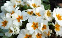 ?這四類花草養在家里等于不要命 在家養花草要避免健康隱患