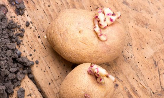 吃蔬菜也有的講究 吃錯就會要命