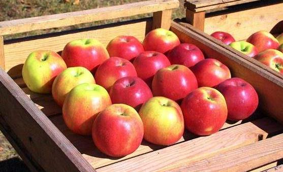 孕婦吃蘋果之9個好處 減少孩子患上哮喘的機會