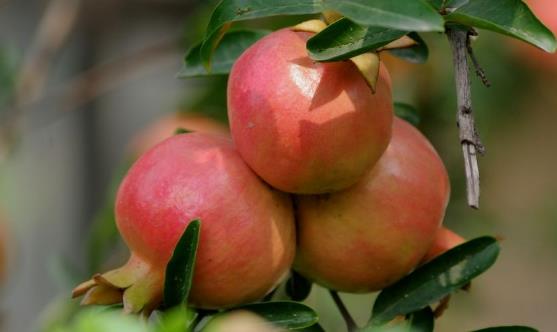 石榴皮的功效 石榴皮存在禁忌情況要避免