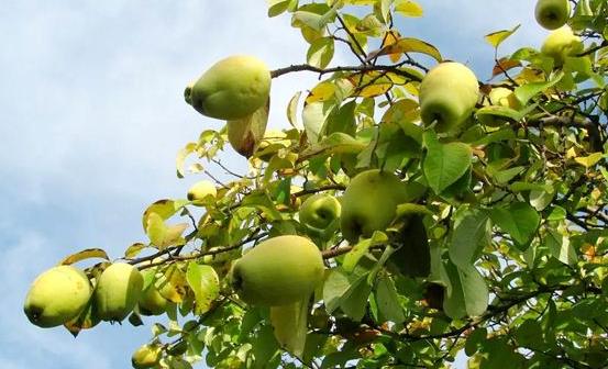 宣木瓜豐胸保健健脾消食 宣木瓜的4種食用方法