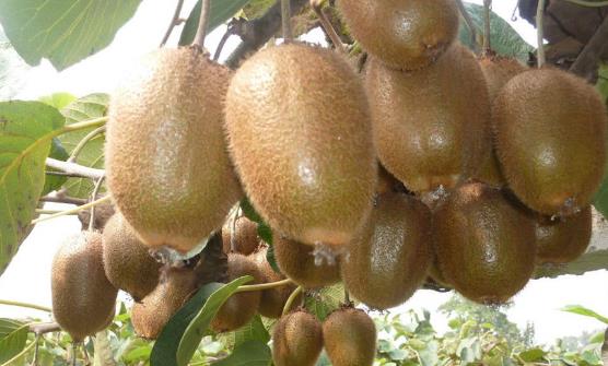 獼猴桃的催熟方法 獼猴桃的保存法