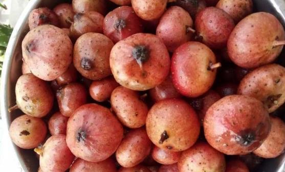 地枇杷的6大藥用功效 食用能讓身體更加健康