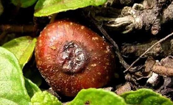 地枇杷的6大藥用功效 食用能讓身體更加健康