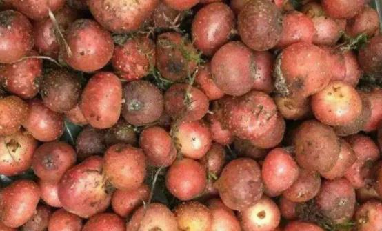 地枇杷的6大藥用功效 食用能讓身體更加健康