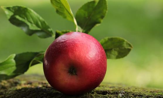 吃蘋果對(duì)身體健康帶來的好處 蘋果煮著吃也有養(yǎng)生功效