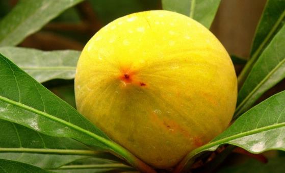 吃蛋黃果有講究 濕熱體質淤血體質的人不能吃