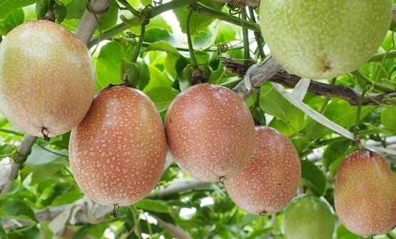 百香果的功效和作用 百香果可以清除人體自由基養(yǎng)顏抗衰老