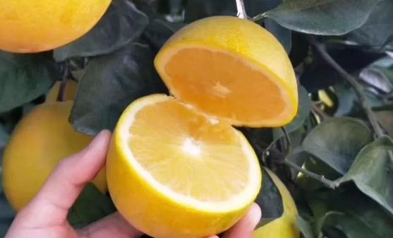 橙子皮也有很高的利用價值 橙子皮的功效與作用 