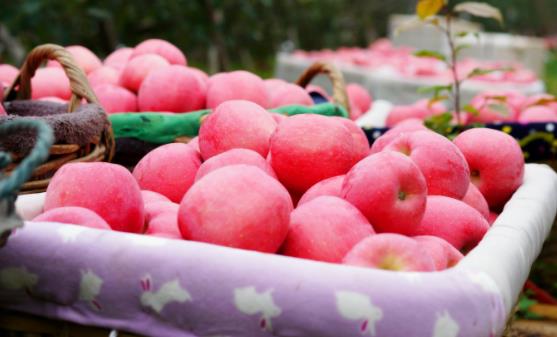 常吃蘋果使人心情愉悅 不必太糾結吃蘋果早上還是晚上好 