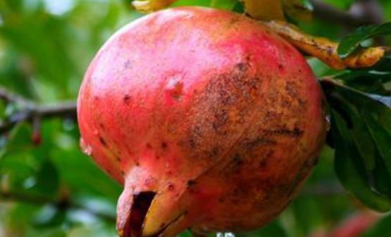 石榴的功效作用 吃石榴的注意事項(xiàng)