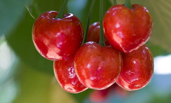 櫻桃的6大功效與作用 櫻桃功效雖好但有4種人要注意