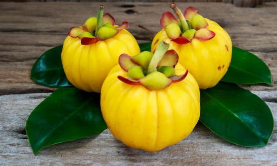 藤黃果的功效與作用 加快脂肪燃燒預防脂肪肝