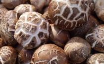 ?10種能夠提高免疫力的簡便方法 10種食物助力提升免疫力