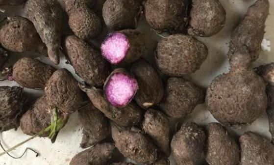 山藥豆怎么清洗 山藥豆的營養做法大全