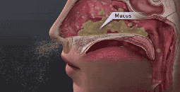 春季鼻敏感，兒科專家鮑秀蘭給大家支招！