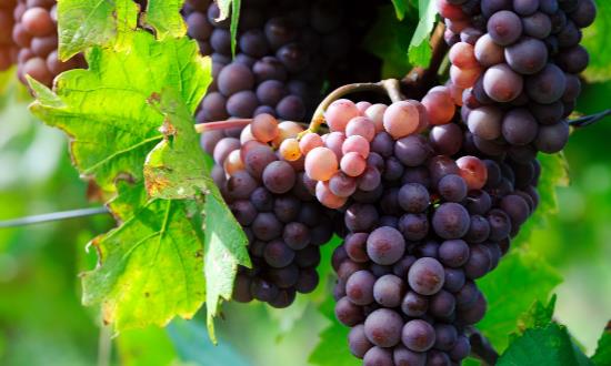 葡萄上的白霜是什么 葡萄白霜不清洗干凈吃了對身體有害嗎