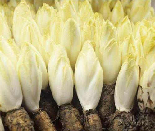 更懂營養的代餐棒!方特健一步搞定,給身體來個“大掃除”!