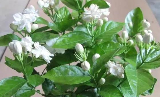 盆景植物的功效超乎想象 茉莉花泡茶有養顏的功效