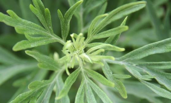 盆景植物的功效超乎想象 茉莉花泡茶有養顏的功效