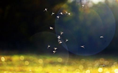 家有寶寶如何驅蚊，日本叮叮給你支招！