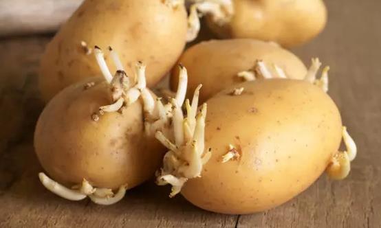 這4類發芽菜發芽不能食用 不利人體健康