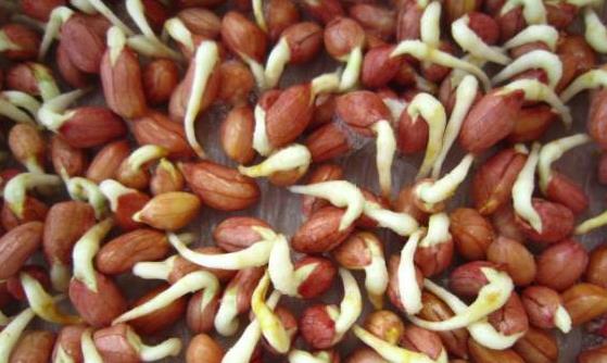 這4類發芽菜發芽不能食用 不利人體健康