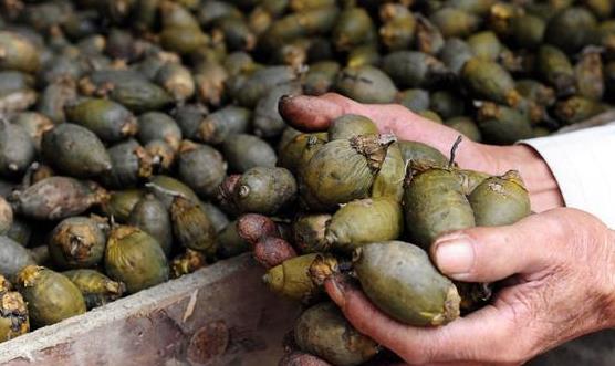 檳榔的主要功效和食用方法 嚼檳榔出現四個異常最好去檢查