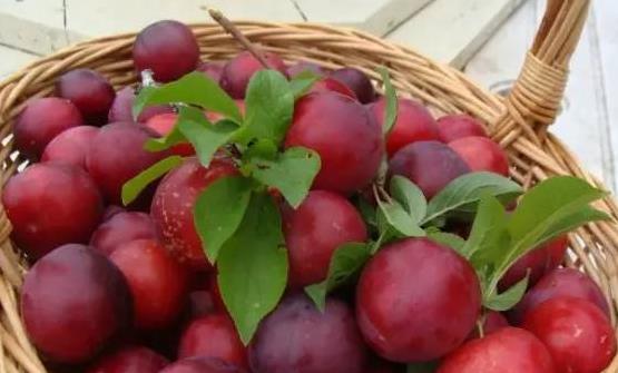 李子利水清肝促進消化 關于吃李子的禁忌