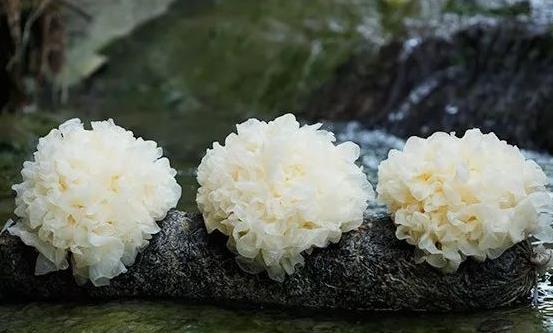 銀耳防止鈣流失促進生長發育 銀耳羹的做法